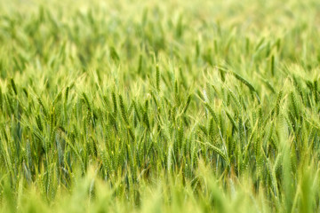 Fototapeta premium Green wheat ears