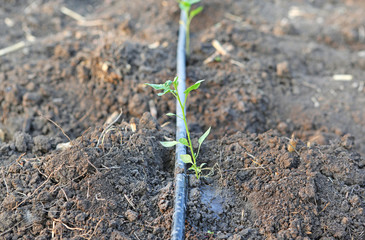 Young chili plant in the farm with Self-compensating dripper irrigation used in agriculture.