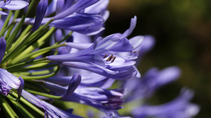 A nice bush of violet flowers