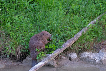 Biber beim Fressen in freier Wildbahn © W. Apolloner