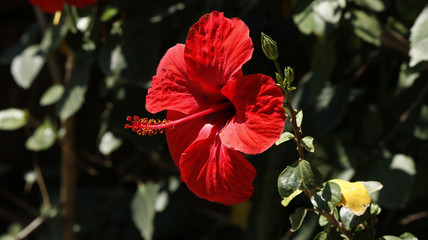 Detailed shot of a red hibiscus flower © Fedor Sidorov