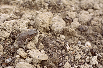 European toad with dry skin sits camouflaged among earth