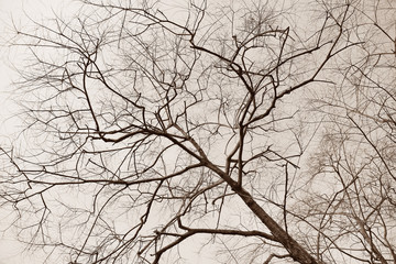 Dry tree branches in the forest, black and white.