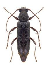 Beetle Trichoferus campestris on a white background