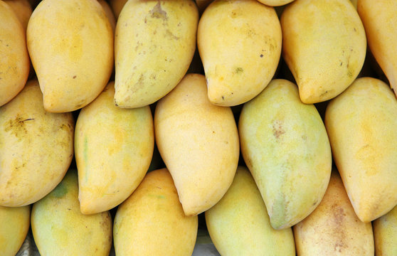 Mango honey sweet yellow species of Thailand.