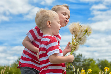 Two brothers  blowing,to the bouquet of dandelions.