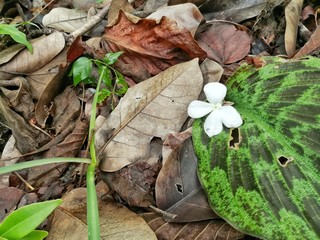 tiny flower and dried leave