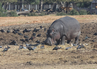 Hippos in safari in Ramat Gan