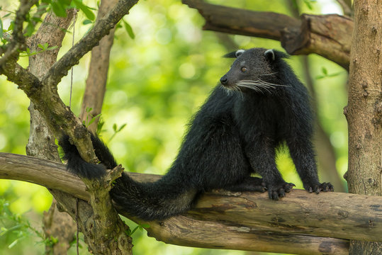 A Binturong sit on the tree branch.