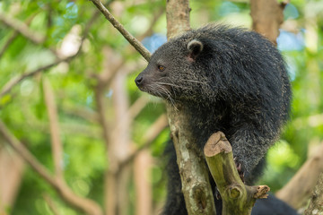 A Binturong sniffing on the tree branch.