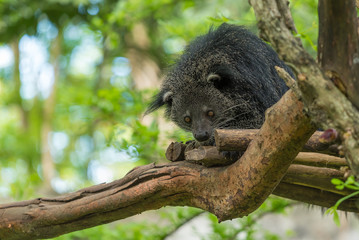 A Binturong sit on the tree branch.