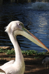 Pelicans in Safari in Ramat Gan