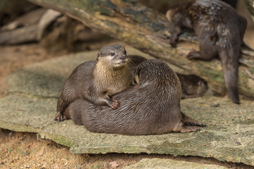 Two oriental small-clawed otters are playing with each other.
