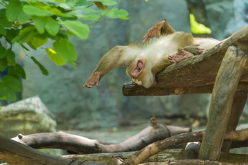 A Pig-tailed Macaque lie down on the bench yawning with mouth wide open.