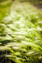 Green wheat field on a windy day.