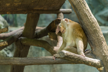 A Pig-tailed Macaque sit on the tree  branch, scratching his head with right foot.