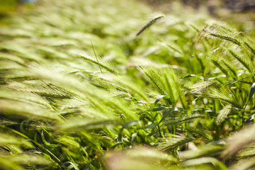 Green wheat field on a windy day.