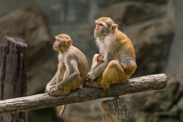 A female Rhesus macaque is looking at something while breastfeeding her baby and her son is sitting near by.