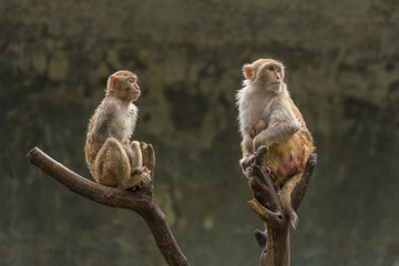 A female Rhesus macaque is looking at something while breastfeeding her baby and her son is sitting near by.