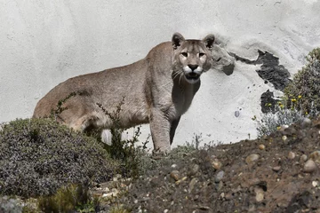 Deurstickers Poema Het Puma-mannetje regeert in Patagonië.