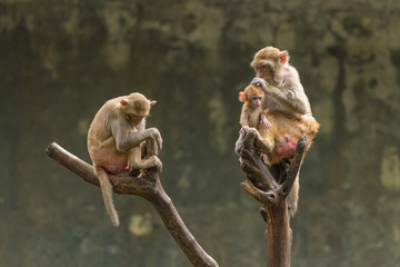 Naklejka premium A female Rhesus macaque is picking up the lices from her baby hair while her son is sitting near by.