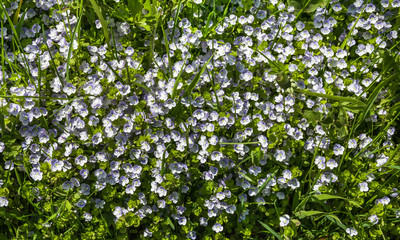 Fototapeta na wymiar Small white flowers in the grass