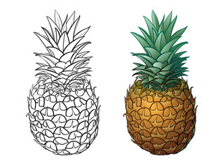 Hand drawn pineapple plus color. Vector illustrations on white background