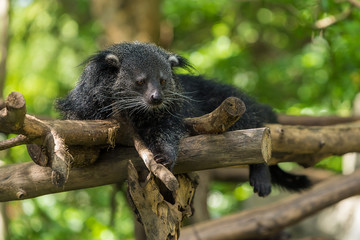A Binturong lie down on the tree branch.