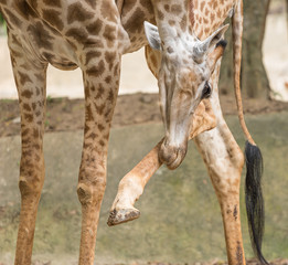 A female Giraffe use her head to scratch the leg.