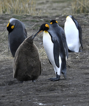 2017018 Zon2 på Tierra del Fuego (Eldslandet), besök i Kungspingvinparken. Där skyddas en mindre koloni av kungspingviner. Föräldrarna matar en av sina ungar...Foto: Jan Fleischmann