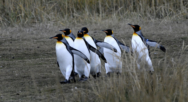 2017018 Zon2 p&aring; Tierra del Fuego (Eldslandet), bes&ouml;k i Kungspingvinparken. D&auml;r skyddas en mindre koloni av kungspingviner...Foto: Jan Fleischmann