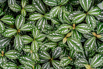 Green leaves floor