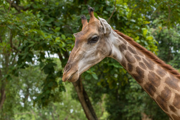The close up photo of Giraffe head.