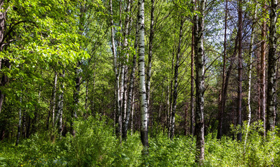 White birches in a summer forest