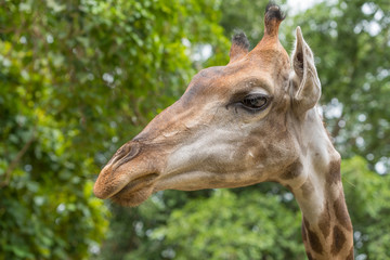 The close up photo of Giraffe head.