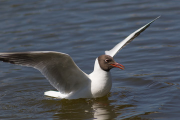 Seagull in flight