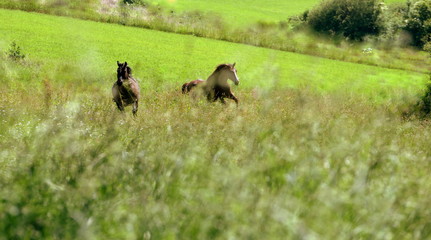 Fototapeta premium dreaming of wild horses, two beautiful horses running through high gras