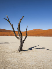 Deadvlei in the Namib Naukluft National Park, Sesriem, Namibia