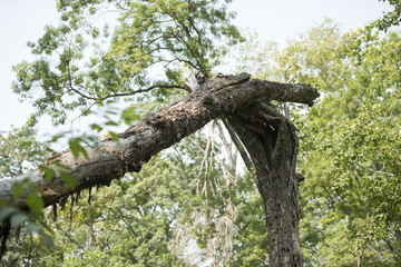 Landscape with a broken tree in Letea forest, natural reservation, Danube Delta area, Romania; no human intervention aloud