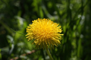 Dandelion flower close-up. One dandelion flower close-up view from above.