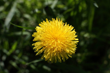 Dandelion flower close-up. One dandelion flower close-up side view.