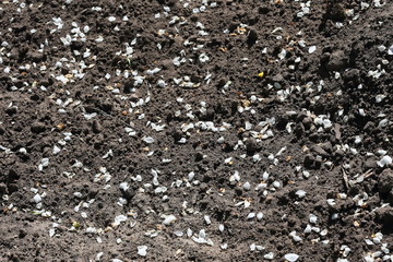 Petals of cherry blossoms on the ground