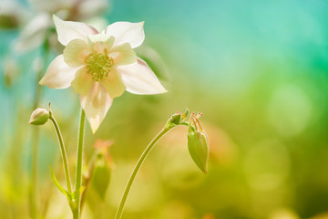 Delicate Aquilegia flower pink against a blue background. soft selective focus. Artistic image of flowers outdoors.