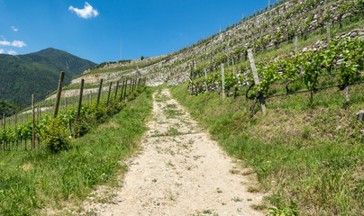 Fototapeta na wymiar Vineyard on the South Tyrol hills in spring