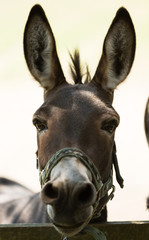 Donkeys portrait, close up