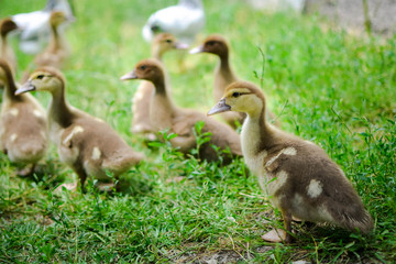 duck