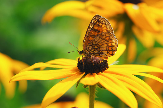 photo of butterfly on yellow flower