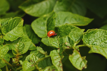 larva of the Colorado potato beetle