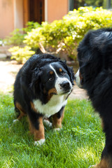 Bernese Mountain Dog in the summer meadow