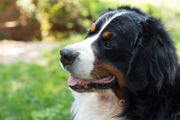 Bernese Mountain Dog in the summer meadow